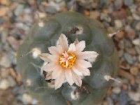 Turbinicarpus jauernigii ©JLcoll.4394.JPG